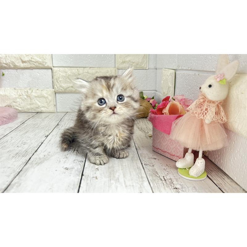 販売中の埼玉県のミヌエット(短足)-135204の14枚目