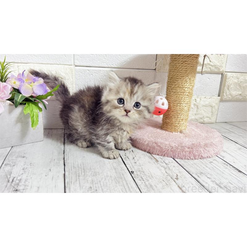 販売中の埼玉県のミヌエット(短足)-135204の13枚目