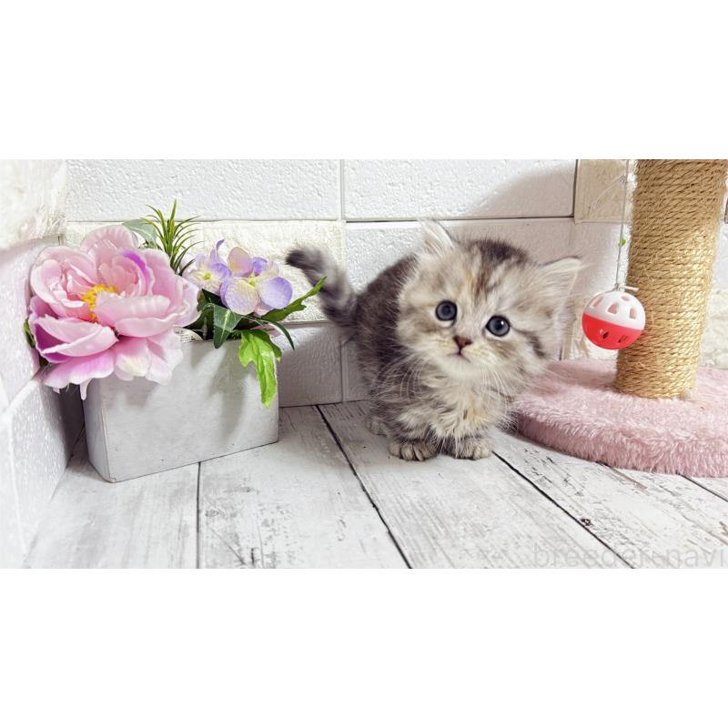 販売中の埼玉県のミヌエット(短足)-135204の12枚目