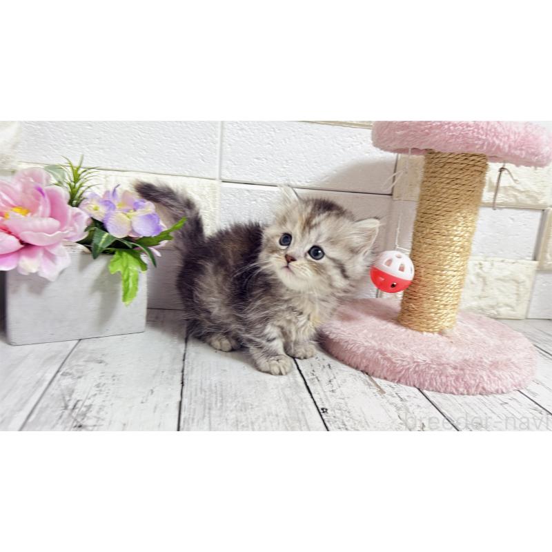 販売中の埼玉県のミヌエット(短足)-135204の11枚目