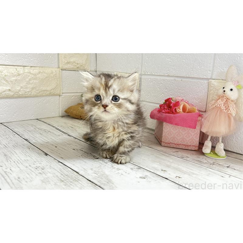 販売中の埼玉県のミヌエット(短足)-135204の10枚目