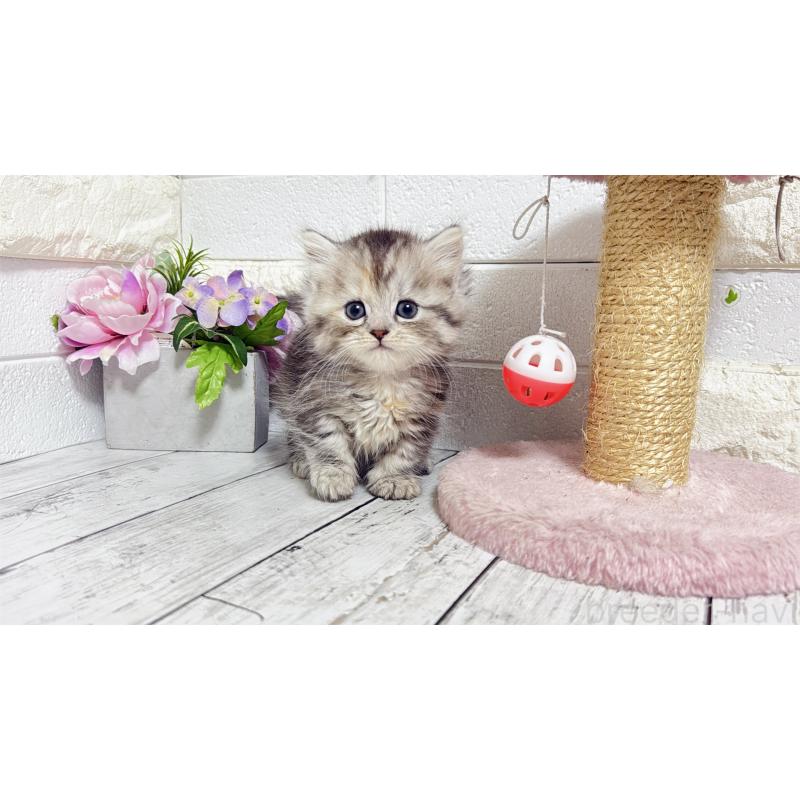 販売中の埼玉県のミヌエット(短足)-135204の9枚目