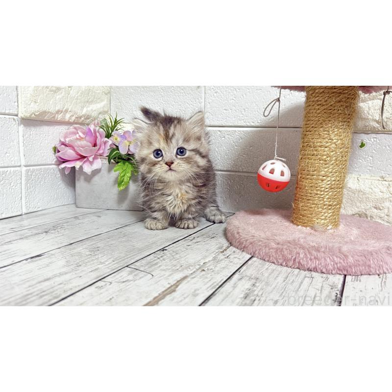 販売中の埼玉県のミヌエット(短足)-135204の8枚目