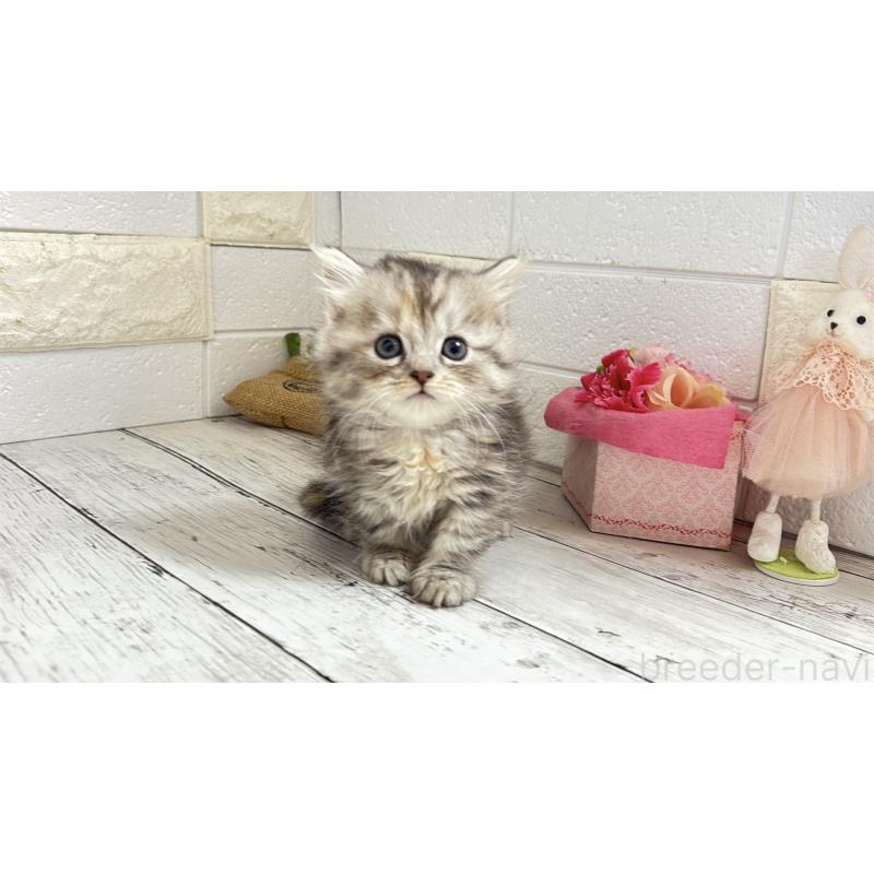 販売中の埼玉県のミヌエット(短足)-135204の7枚目