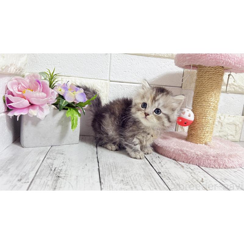 販売中の埼玉県のミヌエット(短足)-135204の6枚目