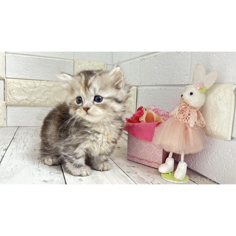 販売中の埼玉県のミヌエット(短足)-135204の5枚目