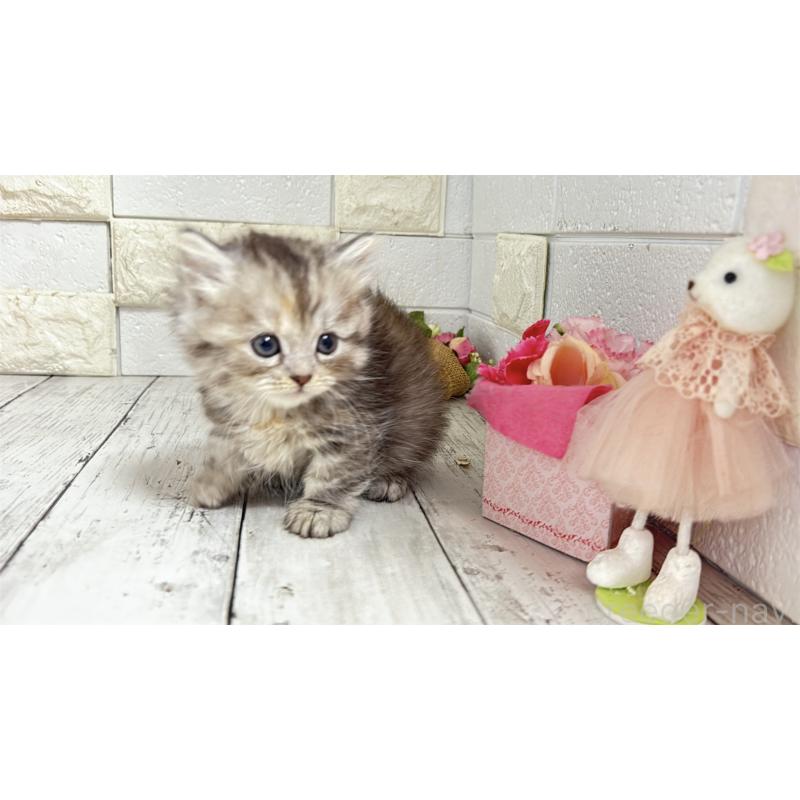 販売中の埼玉県のミヌエット(短足)-135204の4枚目