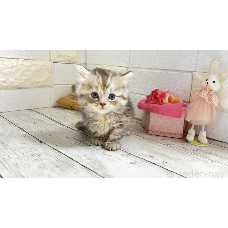 販売中の埼玉県のミヌエット(短足)-135204の3枚目