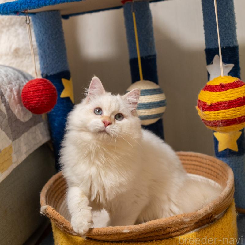 販売中の大阪府のサイベリアン-126771の10枚目