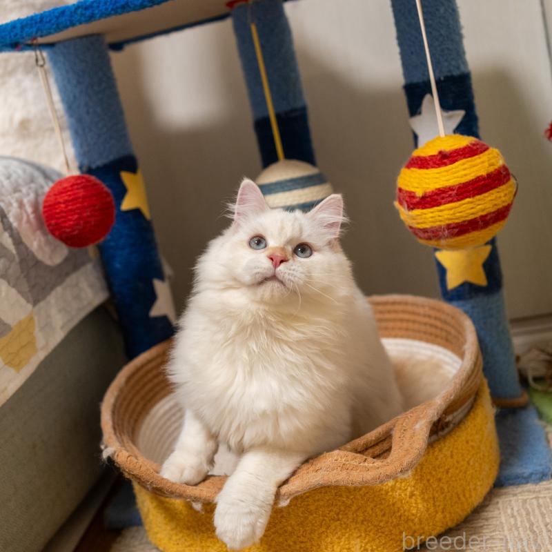 販売中の大阪府のサイベリアン-126771の9枚目