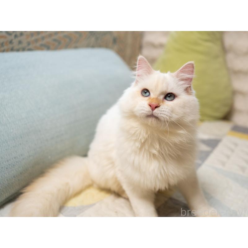 販売中の大阪府のサイベリアン-126771の8枚目