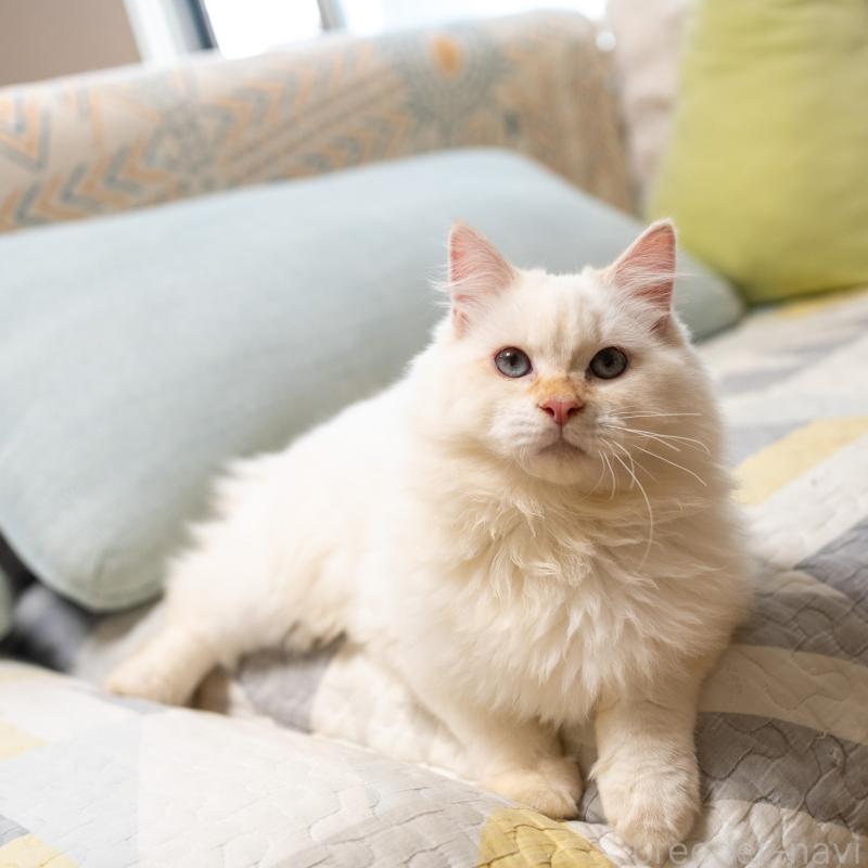 販売中の大阪府のサイベリアン-126771の7枚目