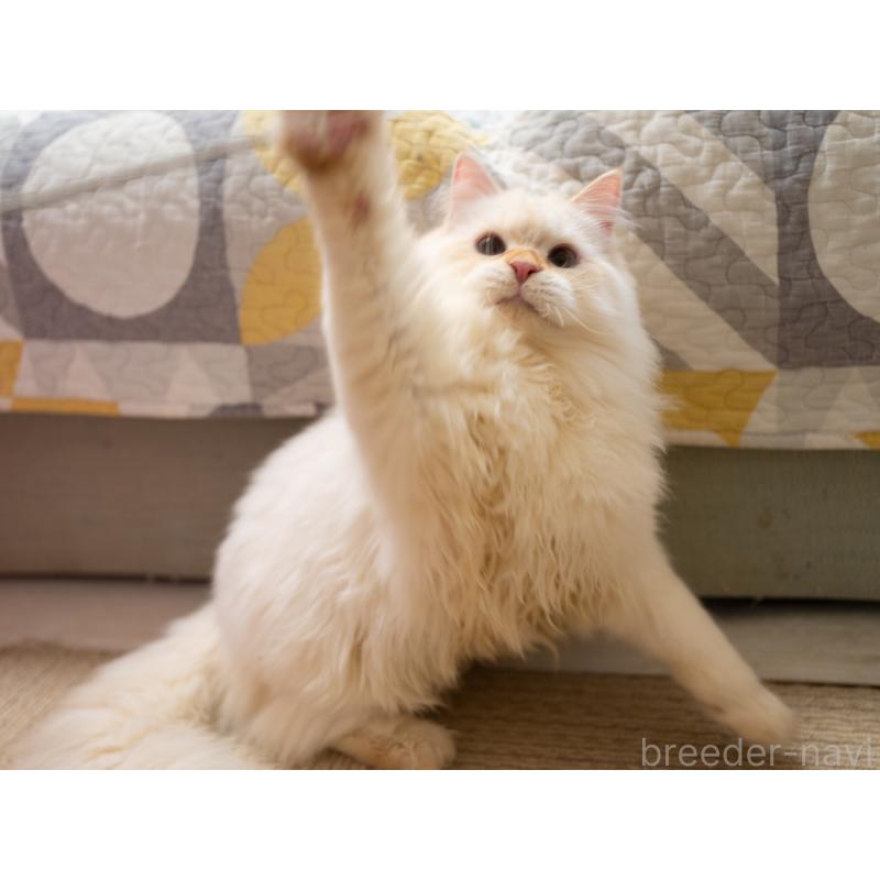 販売中の大阪府のサイベリアン-126771の6枚目