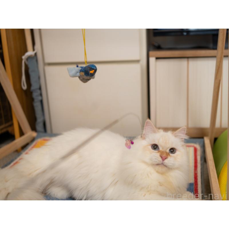 販売中の大阪府のサイベリアン-126771の5枚目