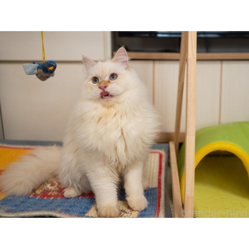 販売中の大阪府のサイベリアン-126771の4枚目