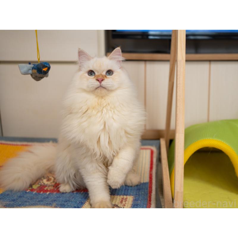 販売中の大阪府のサイベリアン-126771の3枚目