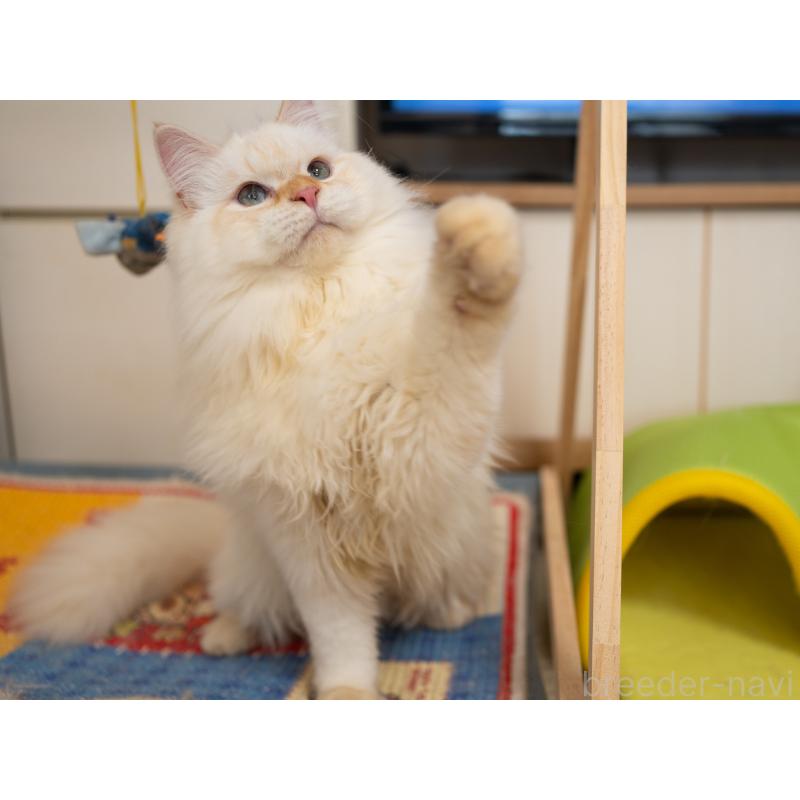 販売中の大阪府のサイベリアン-126771の2枚目