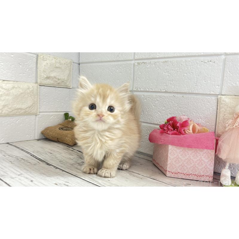 販売中の埼玉県のミヌエット-135205