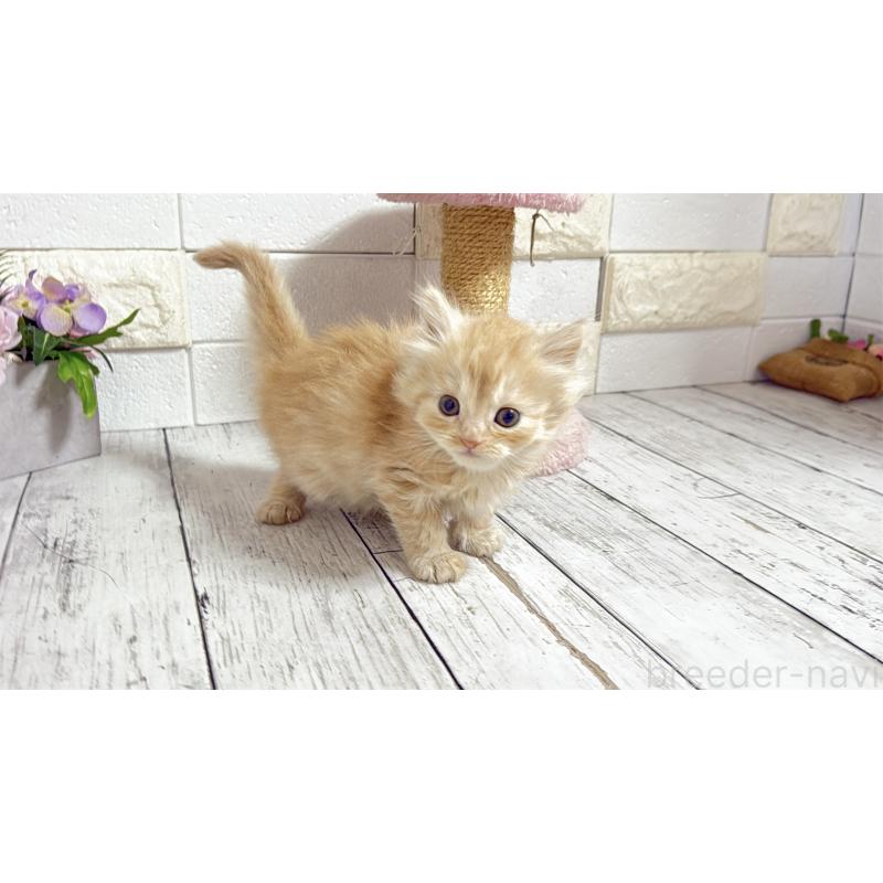 販売中の埼玉県のミヌエット-135205の12枚目