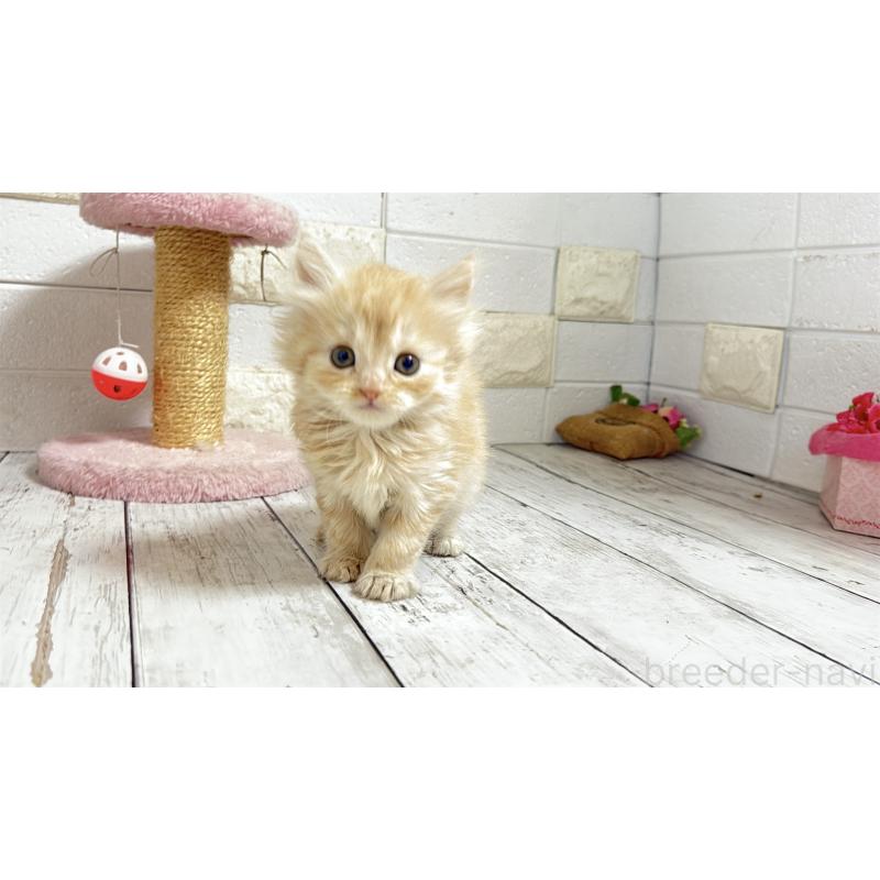 販売中の埼玉県のミヌエット-135205の11枚目