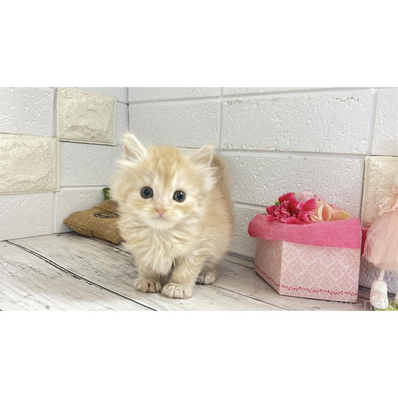 販売中の埼玉県のミヌエット-135205の10枚目