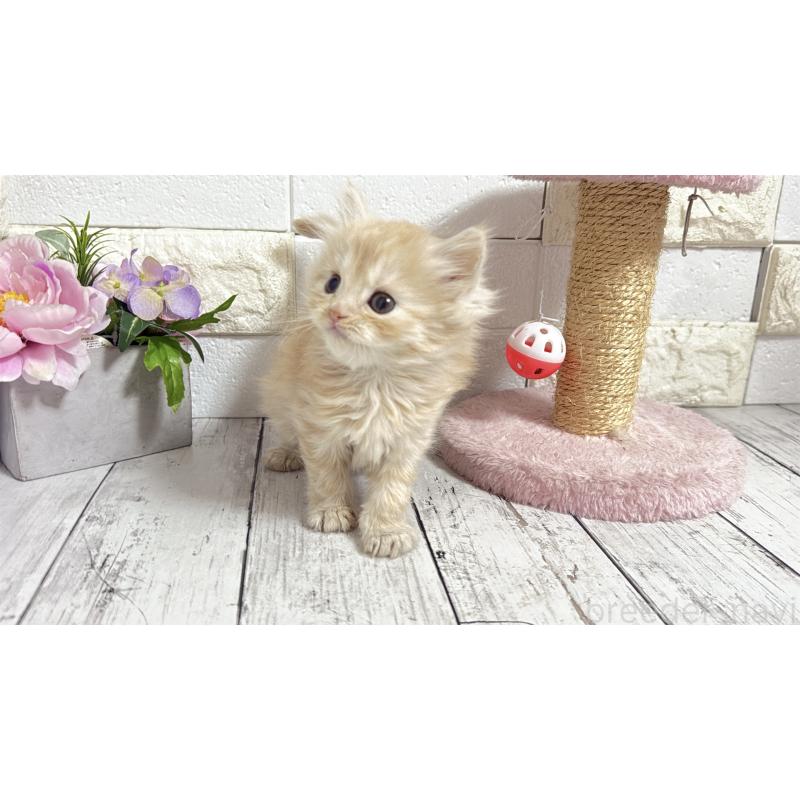 販売中の埼玉県のミヌエット-135205の9枚目