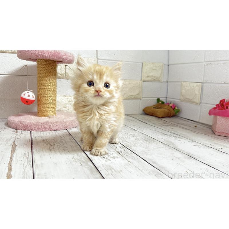 販売中の埼玉県のミヌエット-135205の8枚目