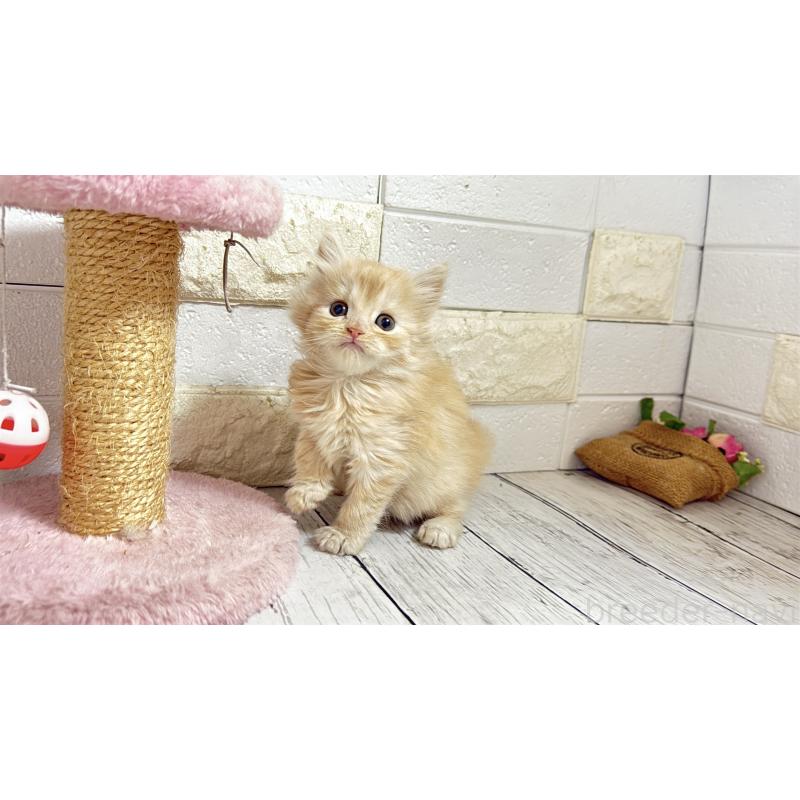 販売中の埼玉県のミヌエット-135205の7枚目