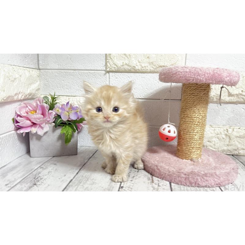 販売中の埼玉県のミヌエット-135205の6枚目