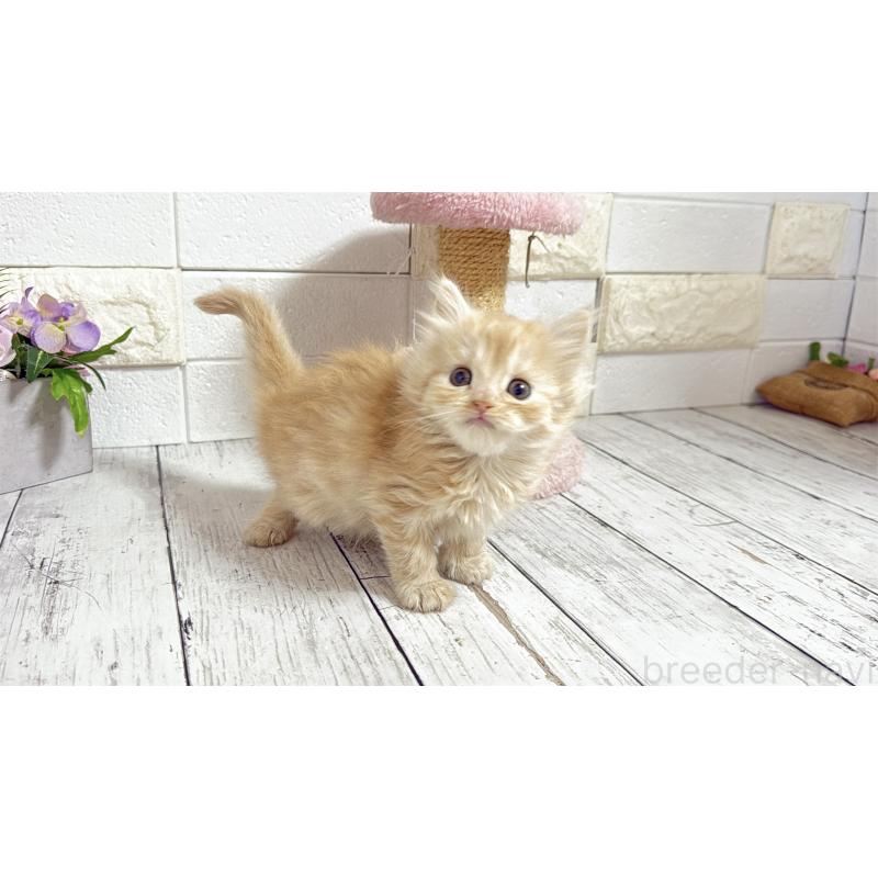 販売中の埼玉県のミヌエット-135205の5枚目