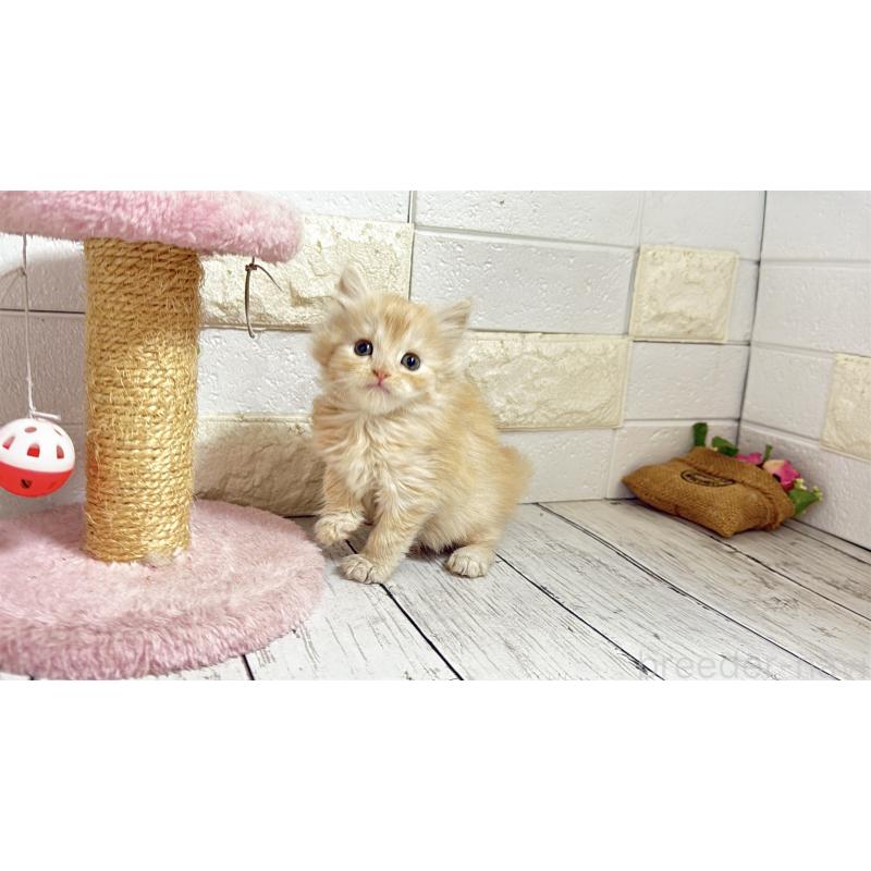 販売中の埼玉県のミヌエット-135205の4枚目