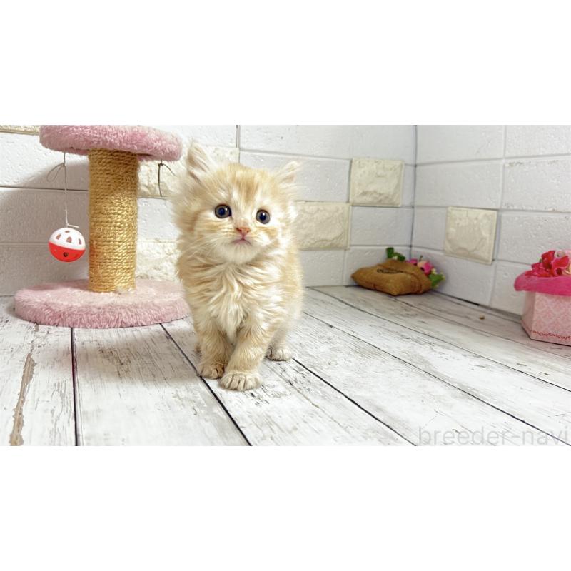 販売中の埼玉県のミヌエット-135205の3枚目