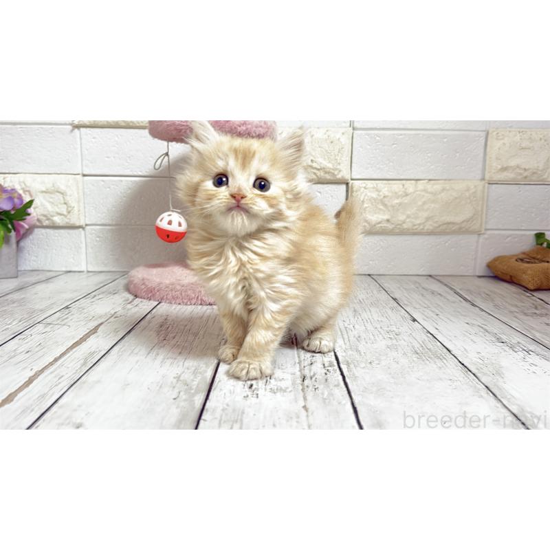 販売中の埼玉県のミヌエット-135205の2枚目