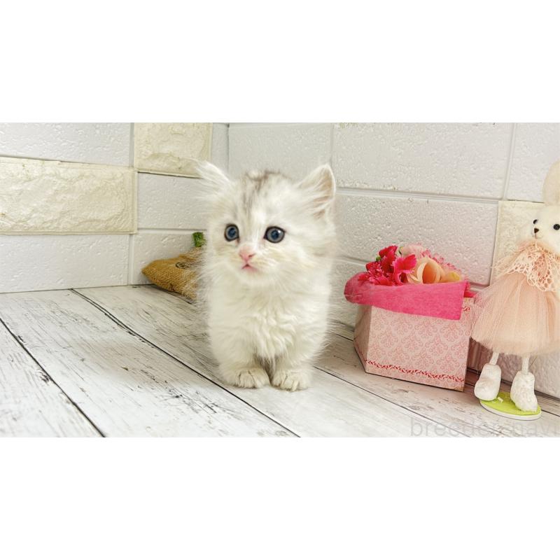 販売中の埼玉県のミヌエット-135206の18枚目