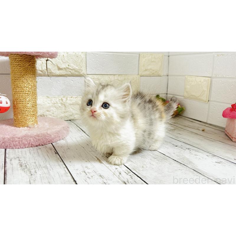 販売中の埼玉県のミヌエット-135206の17枚目