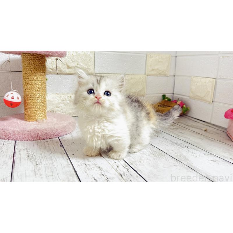 販売中の埼玉県のミヌエット-135206の16枚目