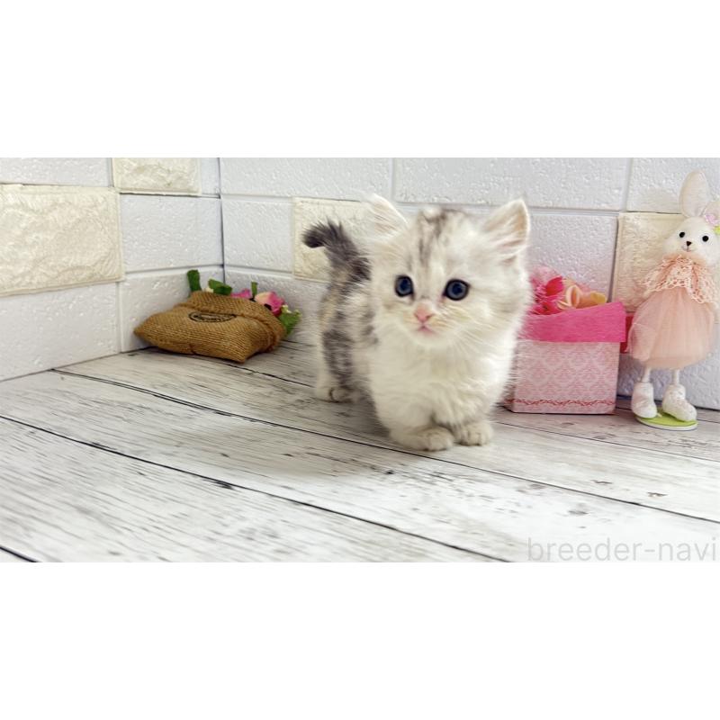 販売中の埼玉県のミヌエット-135206の15枚目