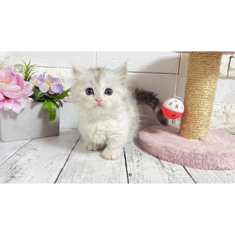 販売中の埼玉県のミヌエット-135206の14枚目