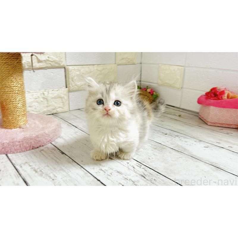 販売中の埼玉県のミヌエット-135206の13枚目