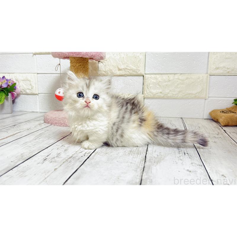 販売中の埼玉県のミヌエット-135206の11枚目