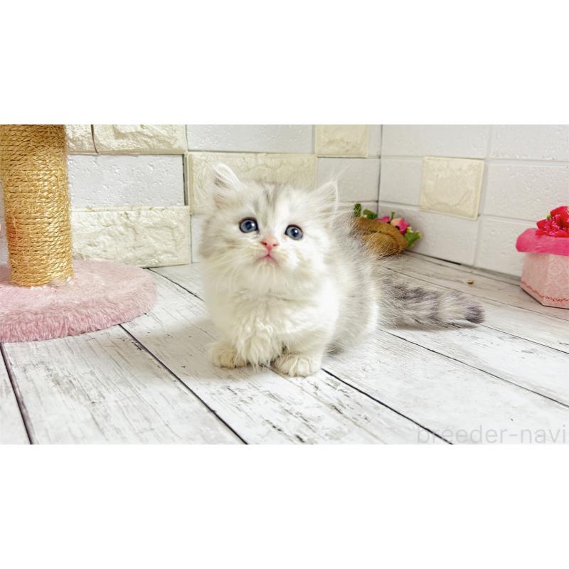 販売中の埼玉県のミヌエット-135206の10枚目