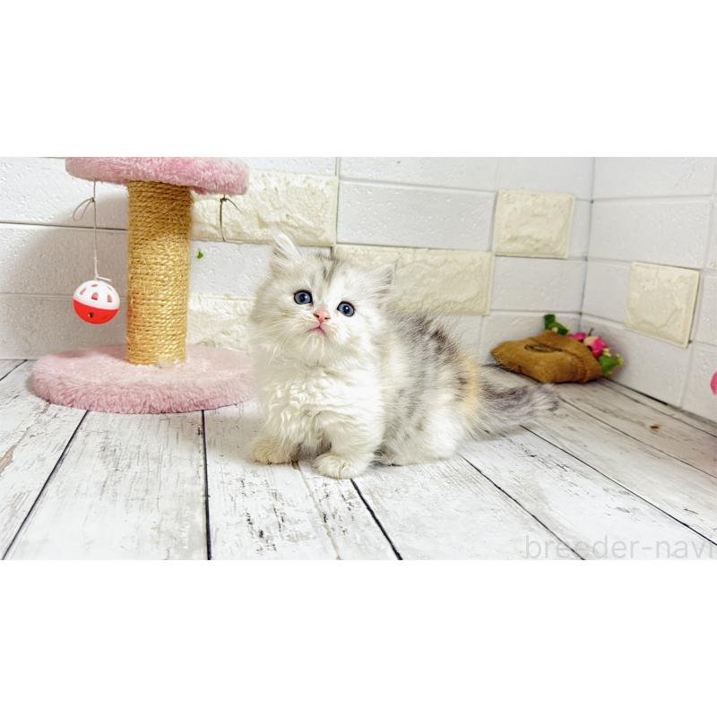 販売中の埼玉県のミヌエット-135206の9枚目