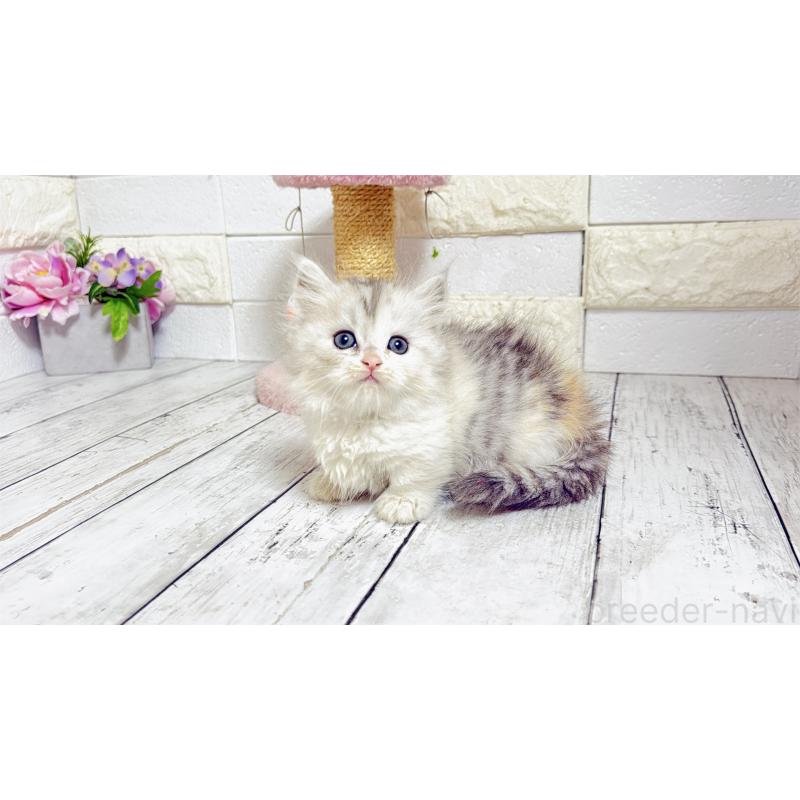 販売中の埼玉県のミヌエット-135206の8枚目