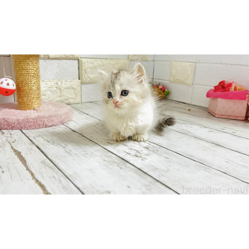 販売中の埼玉県のミヌエット-135206の7枚目