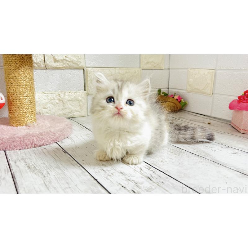 販売中の埼玉県のミヌエット-135206の6枚目