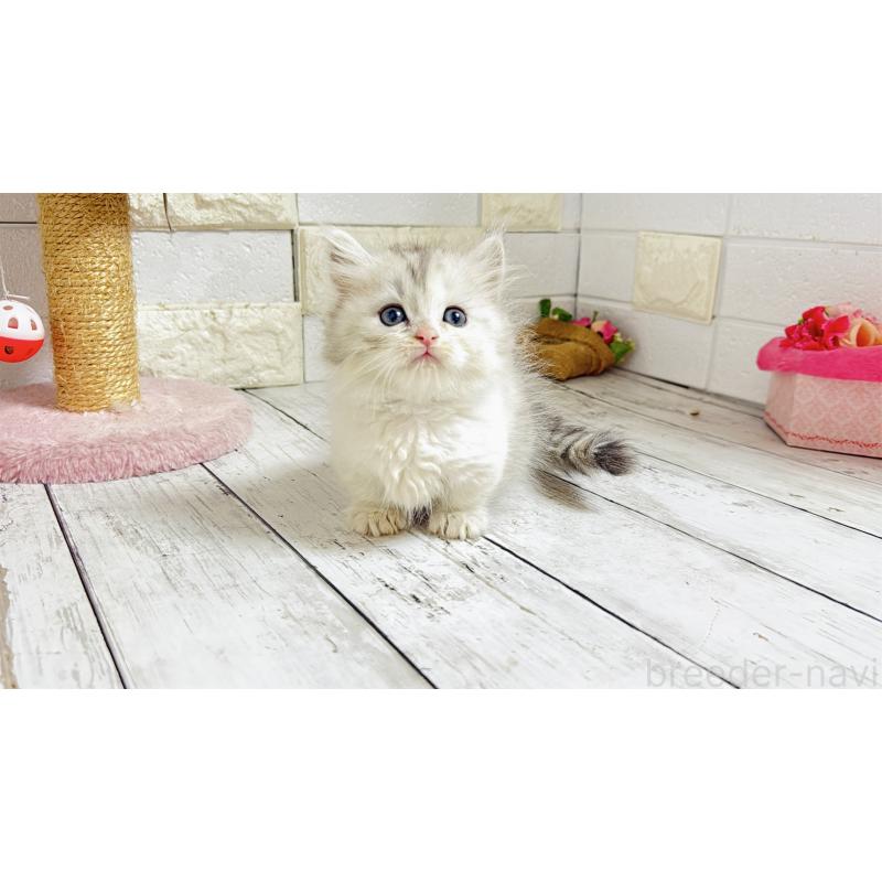 販売中の埼玉県のミヌエット-135206の5枚目