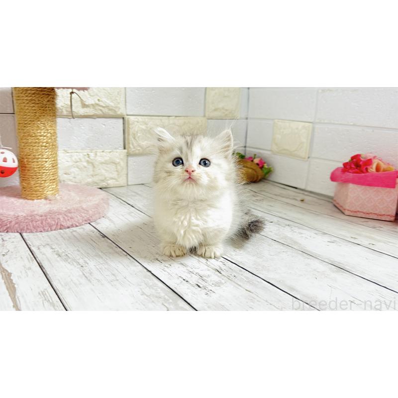 販売中の埼玉県のミヌエット-135206の4枚目