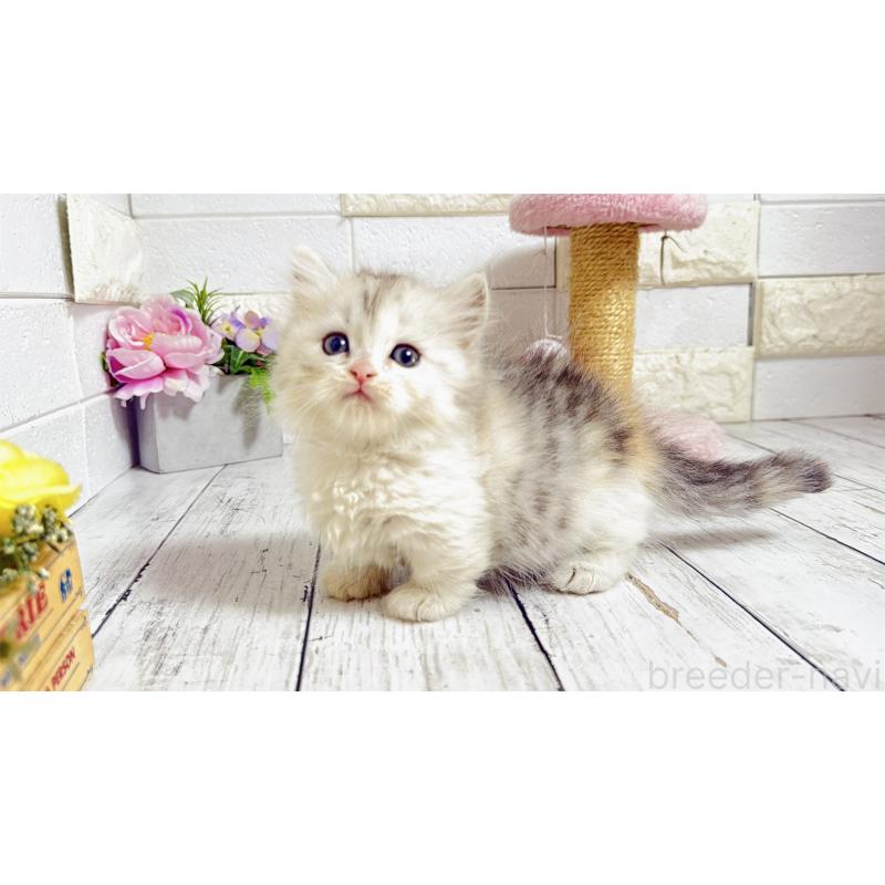 販売中の埼玉県のミヌエット-135206の3枚目