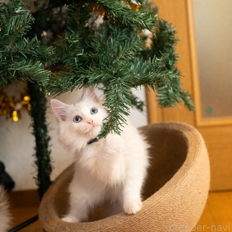 販売中の大阪府のサイベリアン-131690