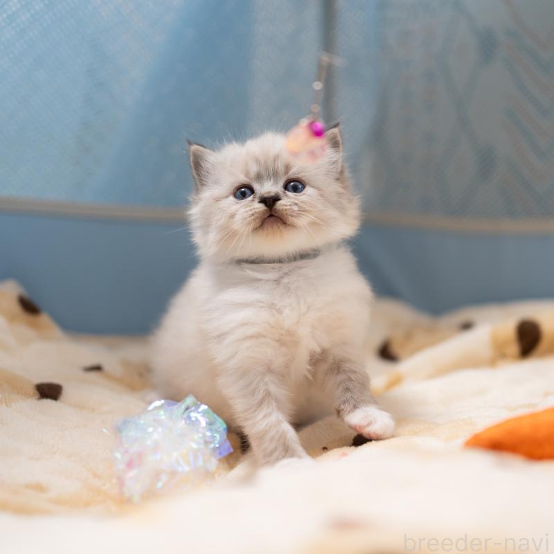 販売中の大阪府のサイベリアン-134988